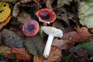 Russula atrorubens (2)_LR